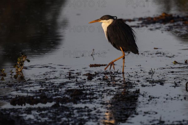 A magpie heron crosses quiet waters in Kakadu National Park, Kakadu National Park, Northern Territory, Australia