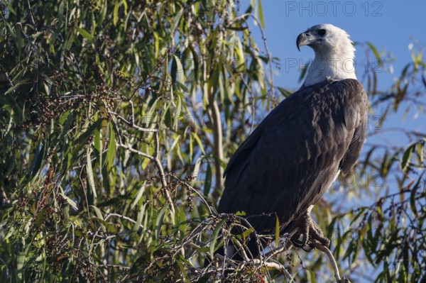 A white-bellied sea eagle sits majestically on a tree in Kakadu National Park, Kakadu National Park, Northern Territory, Australia