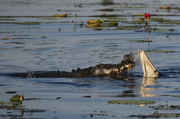 Groin crocodile shows area behavior in Kakadu National Park, Kakadu National Park, Northern Territory, Australia