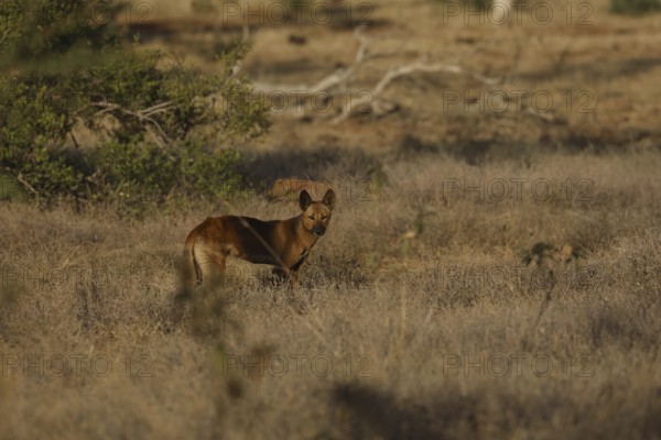 Dingo runs in the dry Australian countryside along the Gibb River Road, Gibb River Road, Western Australia, Australia