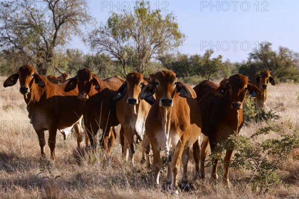 Group of Brahman cattle in a grassy landscape along Gibb River Road, Gibb River Road, Western Australia, Australia