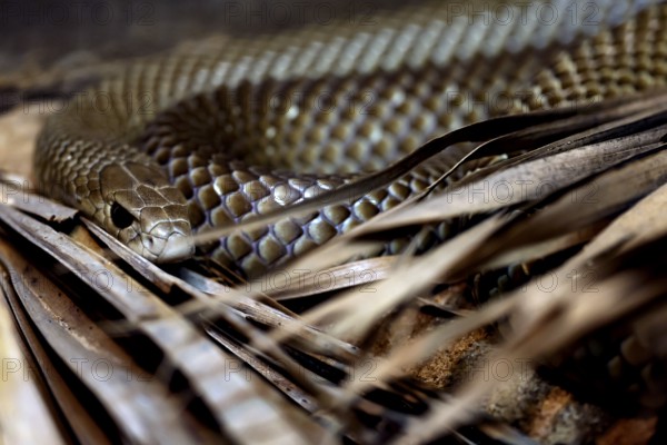 Eastern brown snake resting among leaves in Crocosaurus Cave, Darwin, Northern Territory, Australia