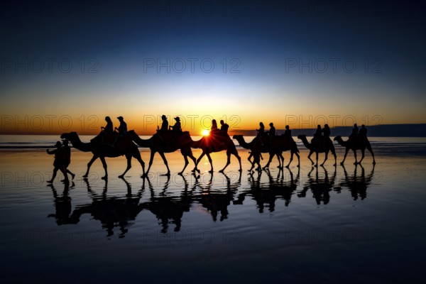 Camel caravan at sunset on Cable Beach with impressive silhouettes, Broome, Western Australia, Australia