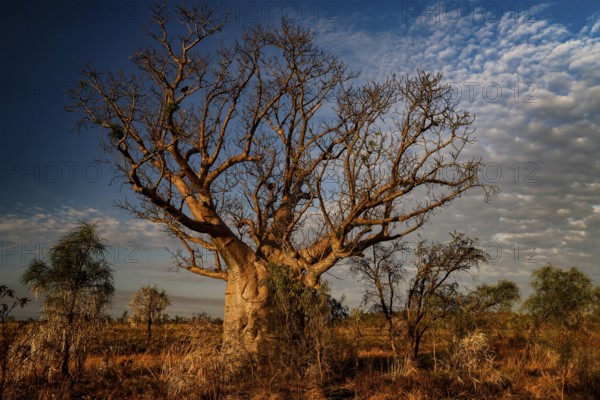 A large baobab in open countryside with decorative clouds above, Gibb River Road, Australia