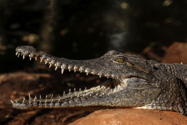 Open-mouthed freshwater crocodile showing teeth in sunlight at Malcolm Douglas Crocodile Park, Broome, Western Australia, Australia