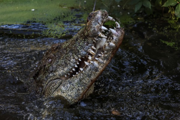 Groin crocodile rises with its mouth open from the water in Malcolm Douglas Crocodile Park, Broome, Western Australia, Australia