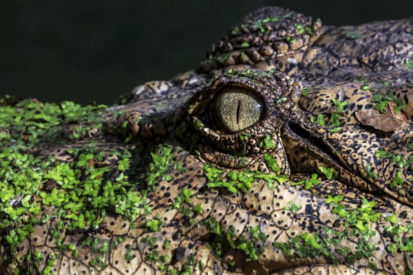 Close-up of a saltwater crocodile focusing on the eye in Malcolm Douglas Crocodile Park, Broome, Western Australia, Australia