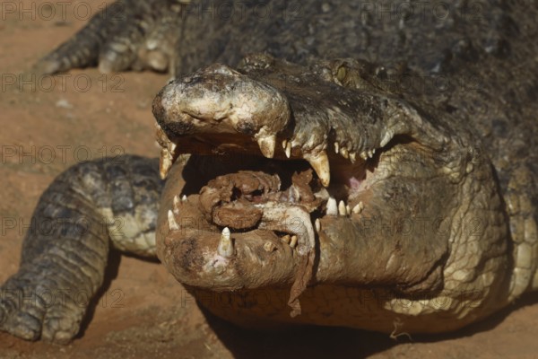 Close-up of a groin crocodile with mouth open in Malcolm Douglas Crocodile Park, Broome, Western Australia, Australia
