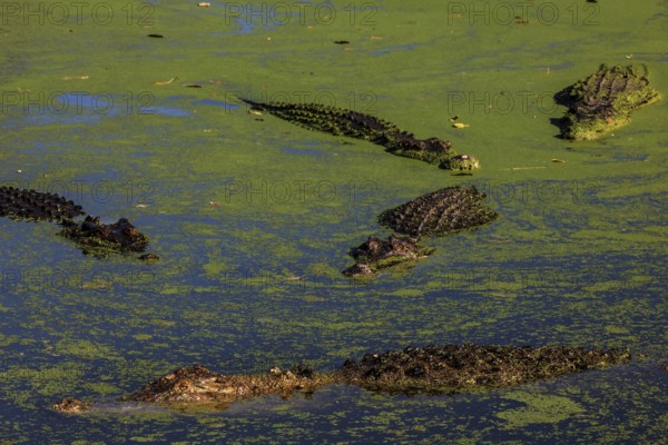 Groin crocodiles in water with green algae in Malcolm Douglas Crocodile Park, Broome, Western Australia, Australia