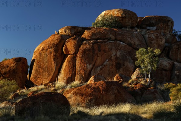 Majestic red rocks with scattered trees under bright blue sky, Devil's Marbles, Northern Territory, Australia