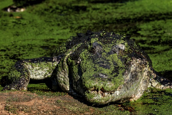 Saltwater crocodile camouflaged with green algae in Malcolm Douglas Crocodile Park, Broome, Western Australia, Australia