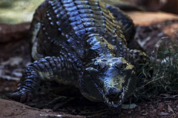 Freshwater crocodile with dark scales in Malcolm Douglas Crocodile Park in Broome, Australia, Broome, Western Australia, Australia