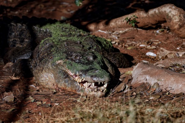 Saltwater crocodile resting on sandy ground in Malcolm Douglas Crocodile Park, Broome, Western Australia, Australia