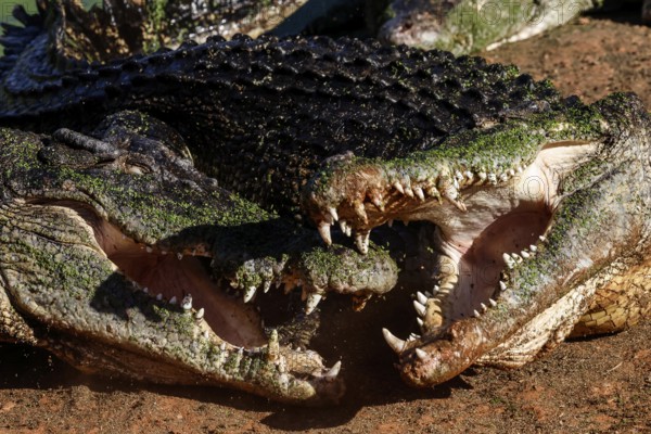 Groin crocodiles with open mouths showing teeth in Malcolm Douglas Crocodile Park, Broome, Western Australia, Australia