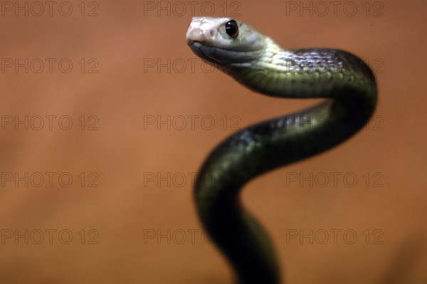 Taipan with a breathtaking view of Crocosaurus Cave, Darwin, Northern Territory, Australia