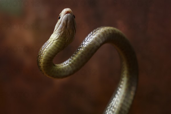 Taipan with erect body, scaly skin in Crocosaurus Cave, Darwin, Northern Territory, Australia