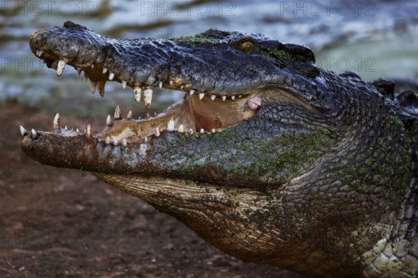 Large groin crocodile in Malcolm Douglas Crocodile Park, Broome, Australia