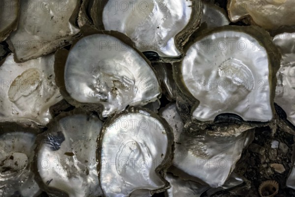 Close-up of shiny mussels in the Broome pearl trade, Broome, Australia