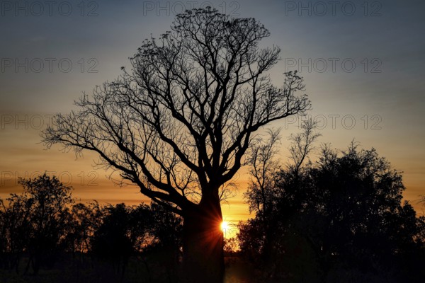 Silhouette of a baob tree at sunrise along Gibb River Road, Gibb River Road, Australia
