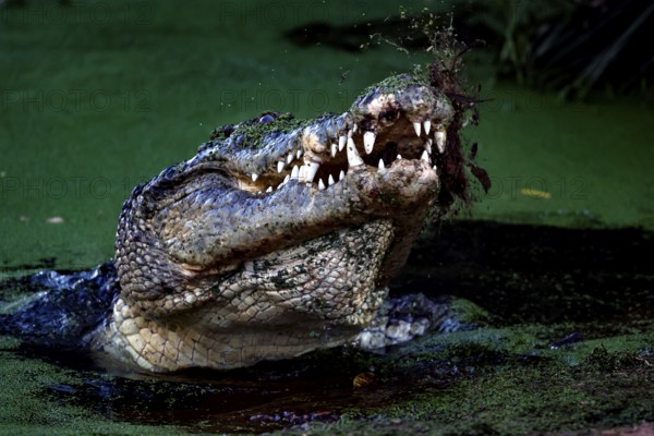 Groin crocodile in Malcolm Douglas Crocodile Park, mouth opened in green water, Broome, Western Australia, Australia