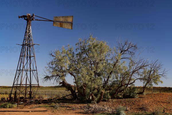 Wind turbine next to a sprawling tree under a clear blue sky in the outback, zero