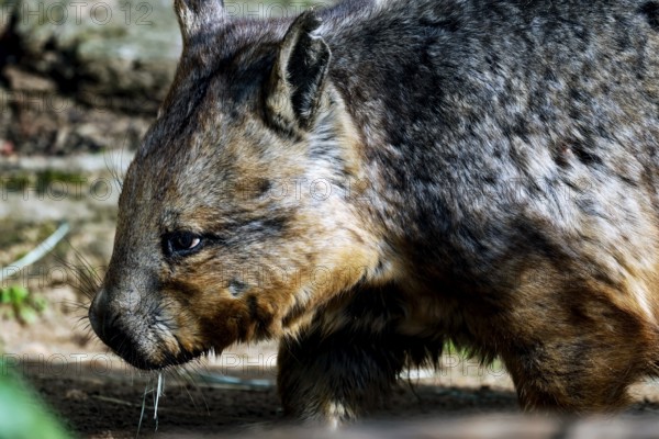 Close-up of a hair-nosed wombat in a zoo in a natural setting, Melbourne, Victoria, Australia