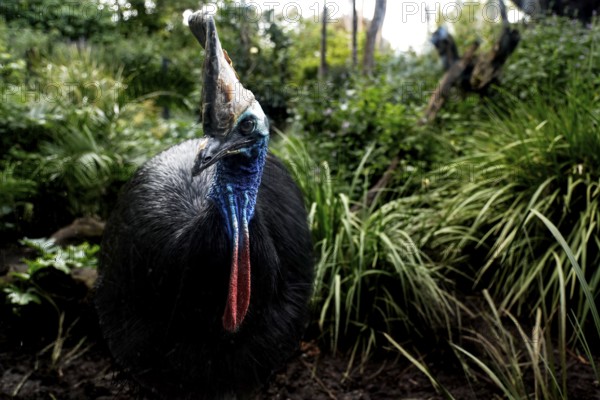 Magnificent cassowary at Melbourne Zoo surrounded by lush vegetation, Melbourne, Victoria, Australia