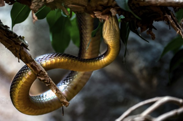 Taipan squirms on a branch in the zoo, Melbourne, Victoria, Australia