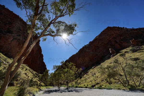 Trees at the entrance of a sunny gorge with deep blue sky, Simpson Gap, Northern Territory, Australia