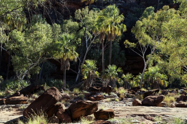 Lush greenery of red umbrella palms surrounded by rocks and dry riverbed, Palm Valley, Northern Territory, Australia