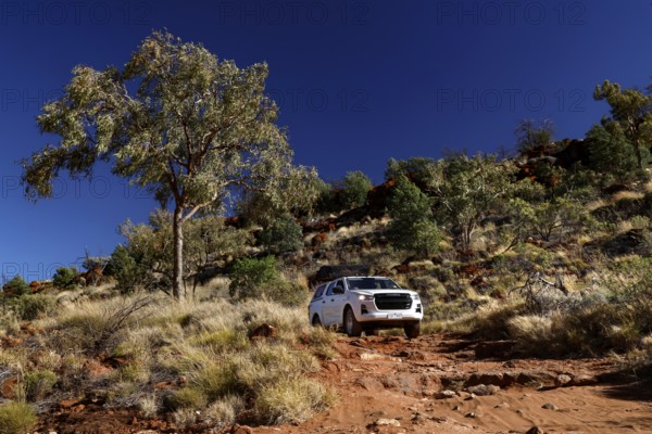 Off-road vehicle masters rocky climb in Australian outback next to rustic tree, Palm Valley, Northern Territory, Australia