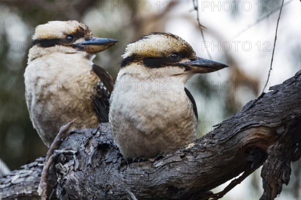Two hunters sit on a branch and watch the surrounding area, Raymond Island, Victoria, Australia