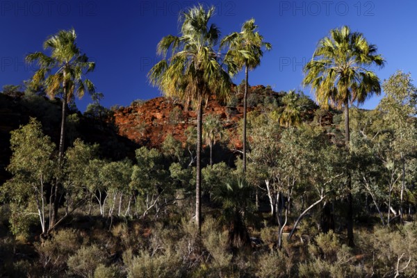 Red umbrella palms stand in front of a red rock face, under bright blue sky, Palm Valley, Northern Territory, Australia