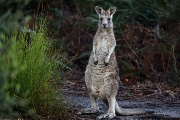 An eastern gray kangaroo looks out of the bushes on Raymond Island, Raymond Island, Victoria, Australia
