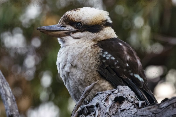 Portrait of a single Jaegerliest-Kookaburra on a branch, Raymond Island, Victoria, Australia