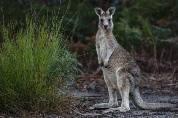 Eastern gray giant kangaroo stands upright in thick grass on Raymond Island, Raymond Island, Victoria, Australia