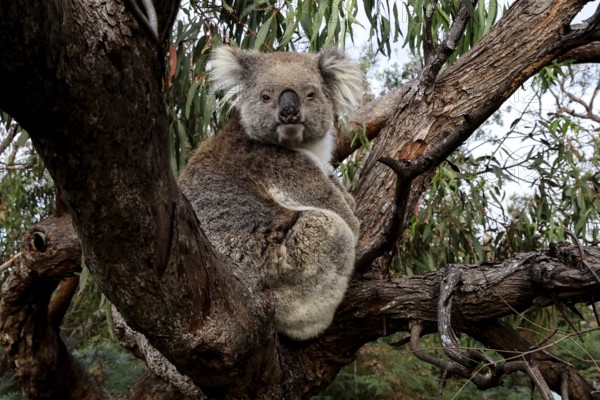 Koala sitting on a eucalyptus tree with thick vegetation in the background, Raymond Island, Victoria, Australia