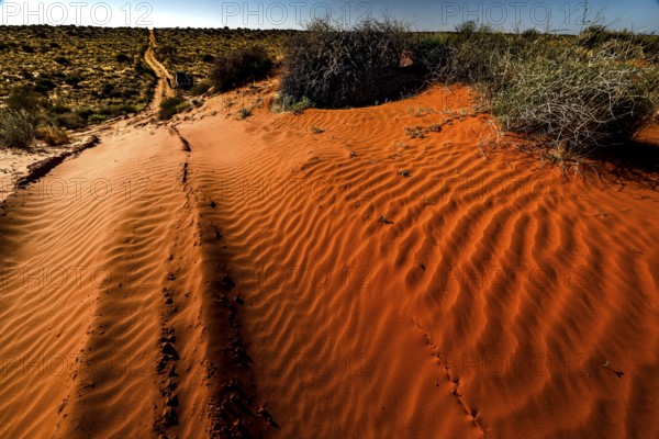 Traces lead across red dunes in Simpson Desert, Simpson Desert, Australia