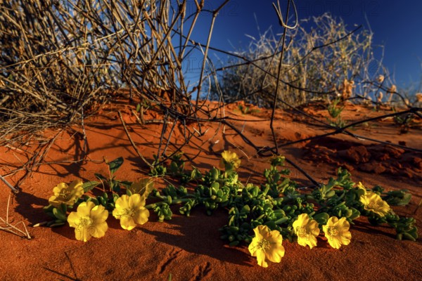 Yellow sunflower blooms in the red sands of the Simpson Desert, Simpson Desert, Australia