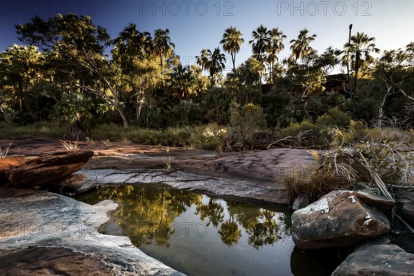 Red umbrella palms on the edge of a rock are reflected in calm water in morning light, Palm Valley, Northern Territory, Australia