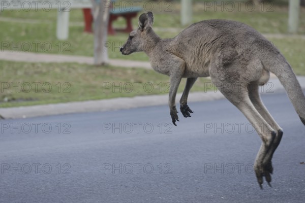 An eastern gray kangaroo jumps across the road on Raymond Island, Raymond Island, Victoria, Australia