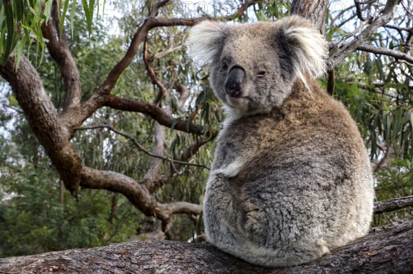 A koala sits sideways on a log on Raymond Island, Raymond Island, Victoria, Australia