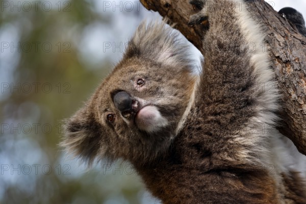 Close-up of a koala hanging from a tree and looking down curiously, Raymond Island, Victoria, Australia