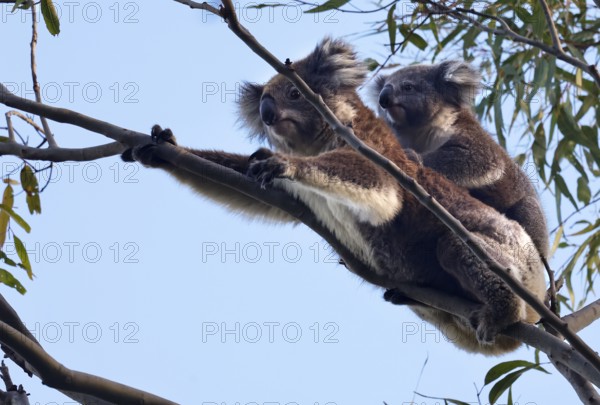 Two koalas cling to a branch on Raymond Island, Raymond Island, Victoria, Australia