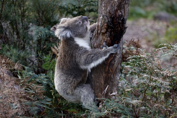Koala climbs up a tree and holds onto the trunk, Raymond Island, Victoria, Australia