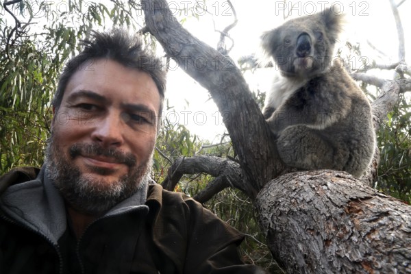 Man poses next to a koala in a tree for a selfie on Raymond Island, Raymond Island, Victoria, Australia