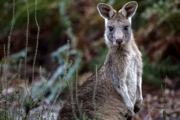 An eastern gray giant kangaroo rests among vegetation on Raymond Island, Raymond Island, Victoria, Australia