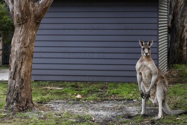 An eastern gray giant kangaroo stands in the garden on Raymond Island, Raymond Island, Victoria, Australia