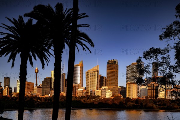 Sydney skyline during the day with palm trees in the foreground and blue sky, Sydney, New South Wales, Australia