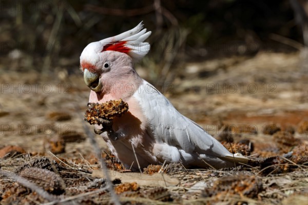 AUS Yulara, Inca, Cockatoo (Cacatua leadbeateri)